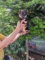 Australian Kelpie Mix Hundemädchen sucht liebes Zuhause