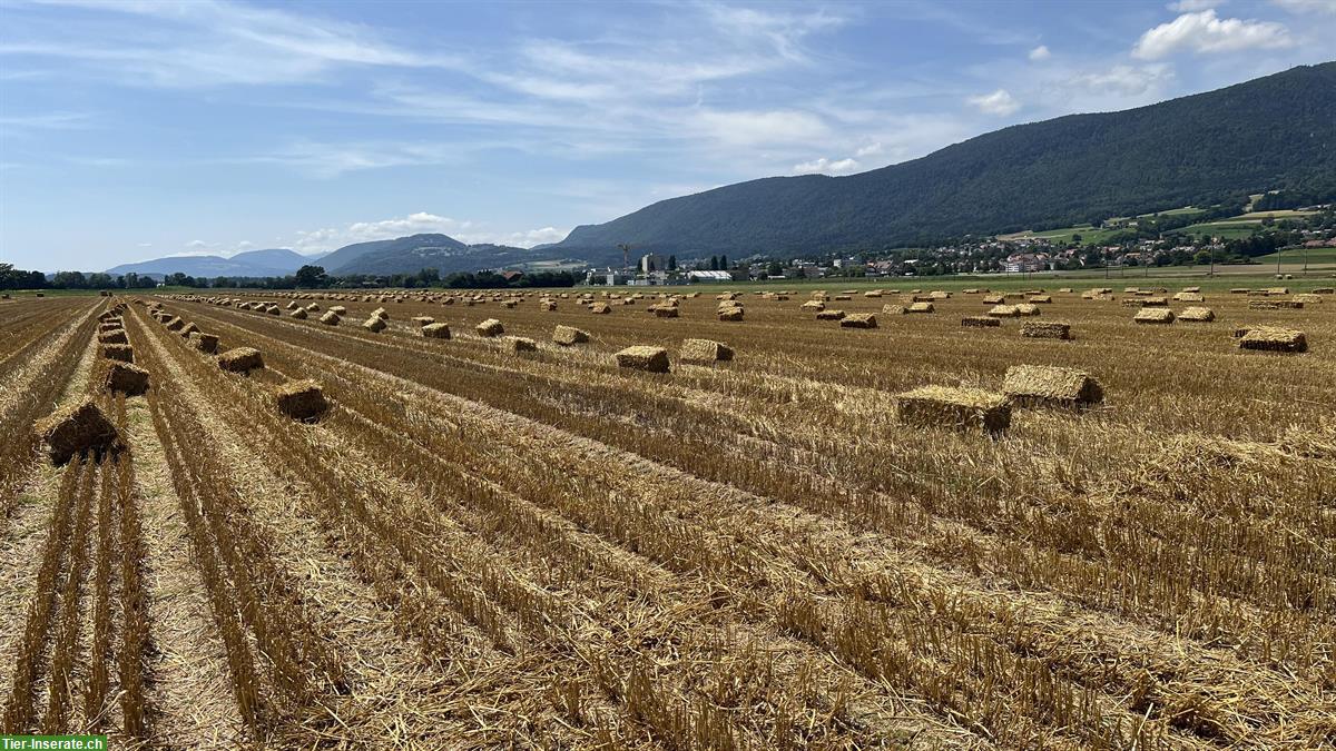 Jetzt reservieren: Stroh in Kleinballen ab Hof, Ernte 2024