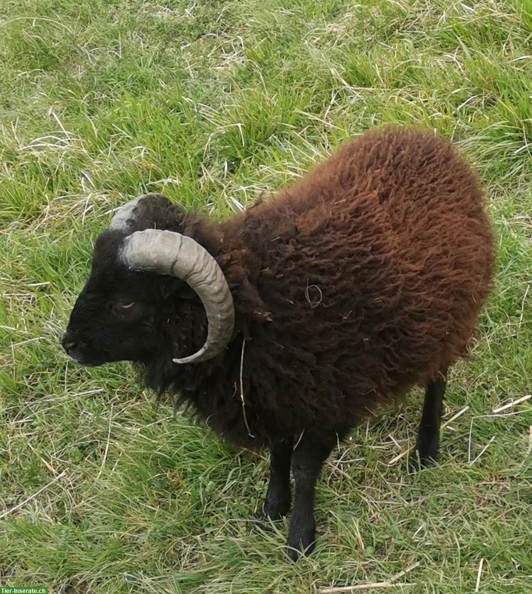 1-jähriger Quessant Schafbock zum Kauf oder Tausch