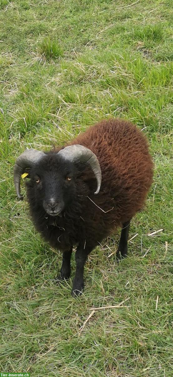 Bild 2: 1-jähriger Quessant Schafbock zum Kauf oder Tausch