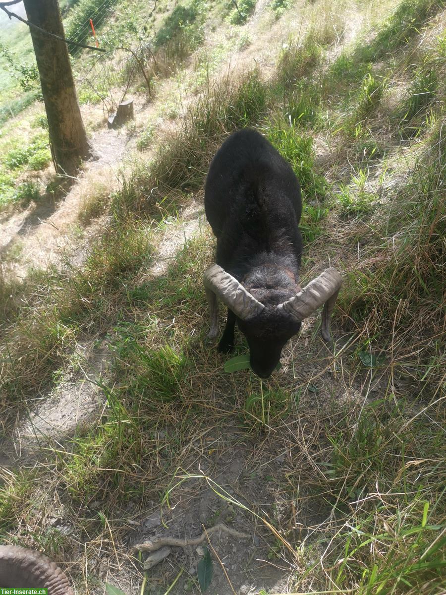 Bild 3: 1-jähriger Quessant Schafbock zum Kauf oder Tausch