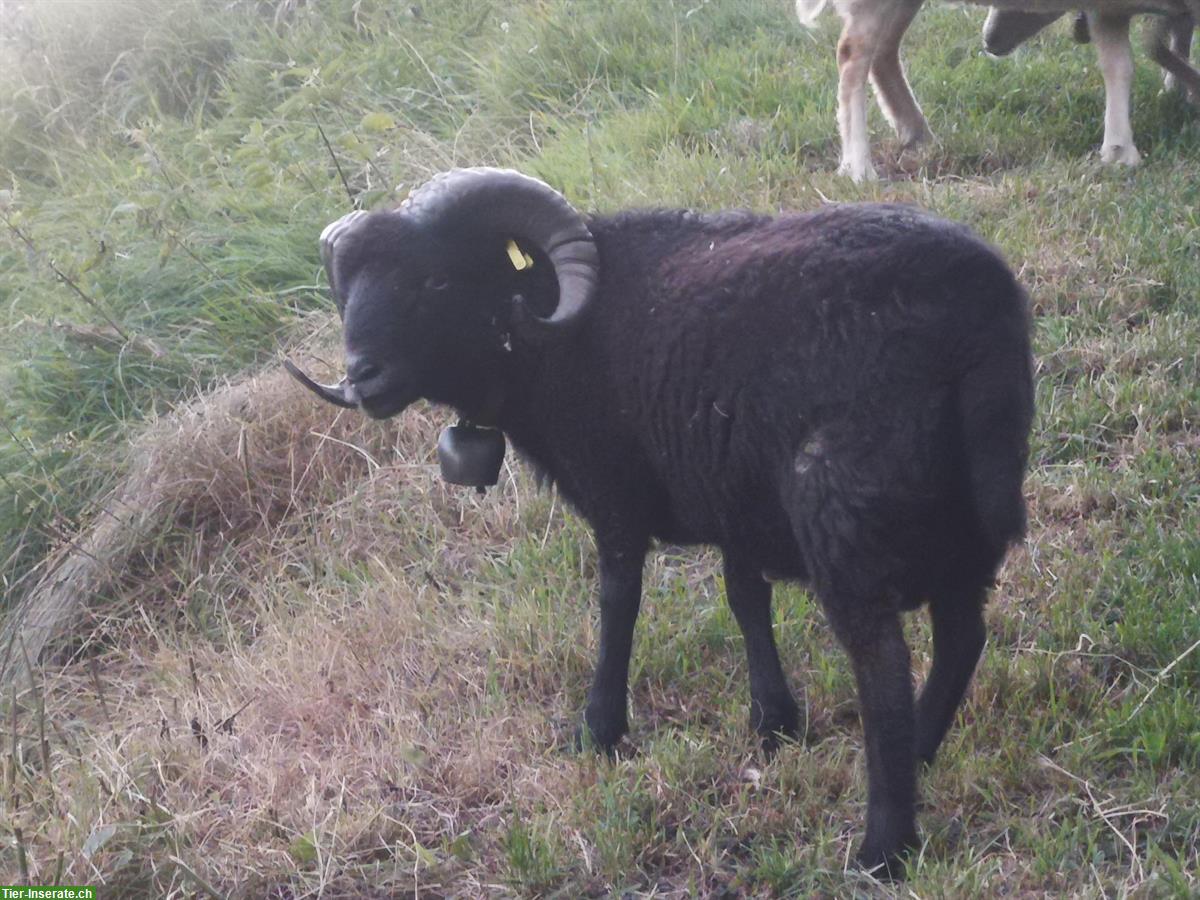 Bild 4: 1-jähriger Quessant Schafbock zum Kauf oder Tausch