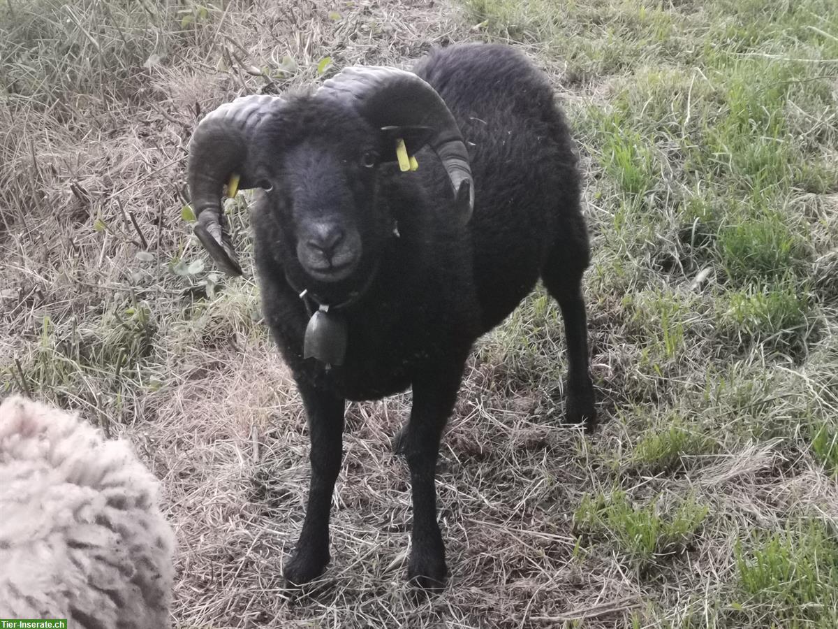 Bild 5: 1-jähriger Quessant Schafbock zum Kauf oder Tausch