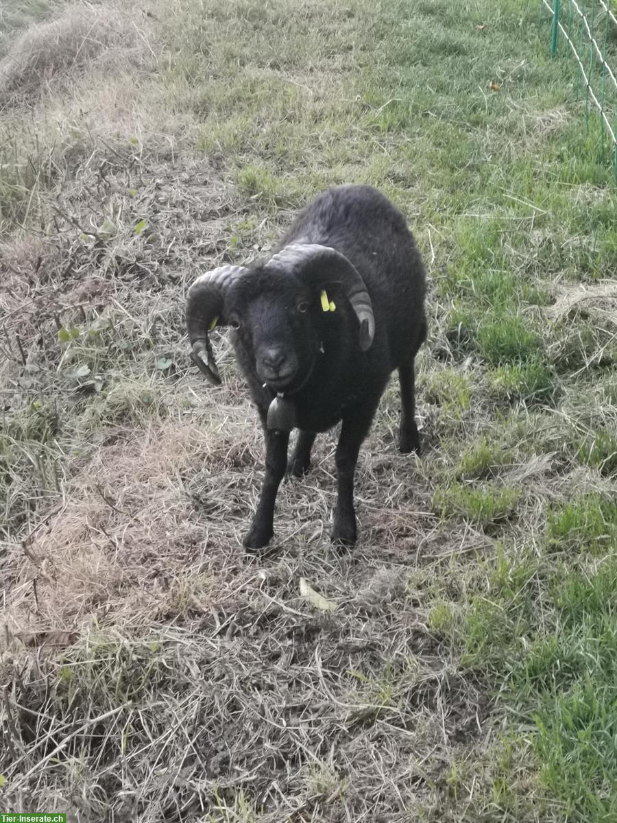 Bild 6: 1-jähriger Quessant Schafbock zum Kauf oder Tausch