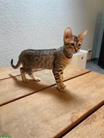 Typvolle Savannah Kitten von CHSavannahs