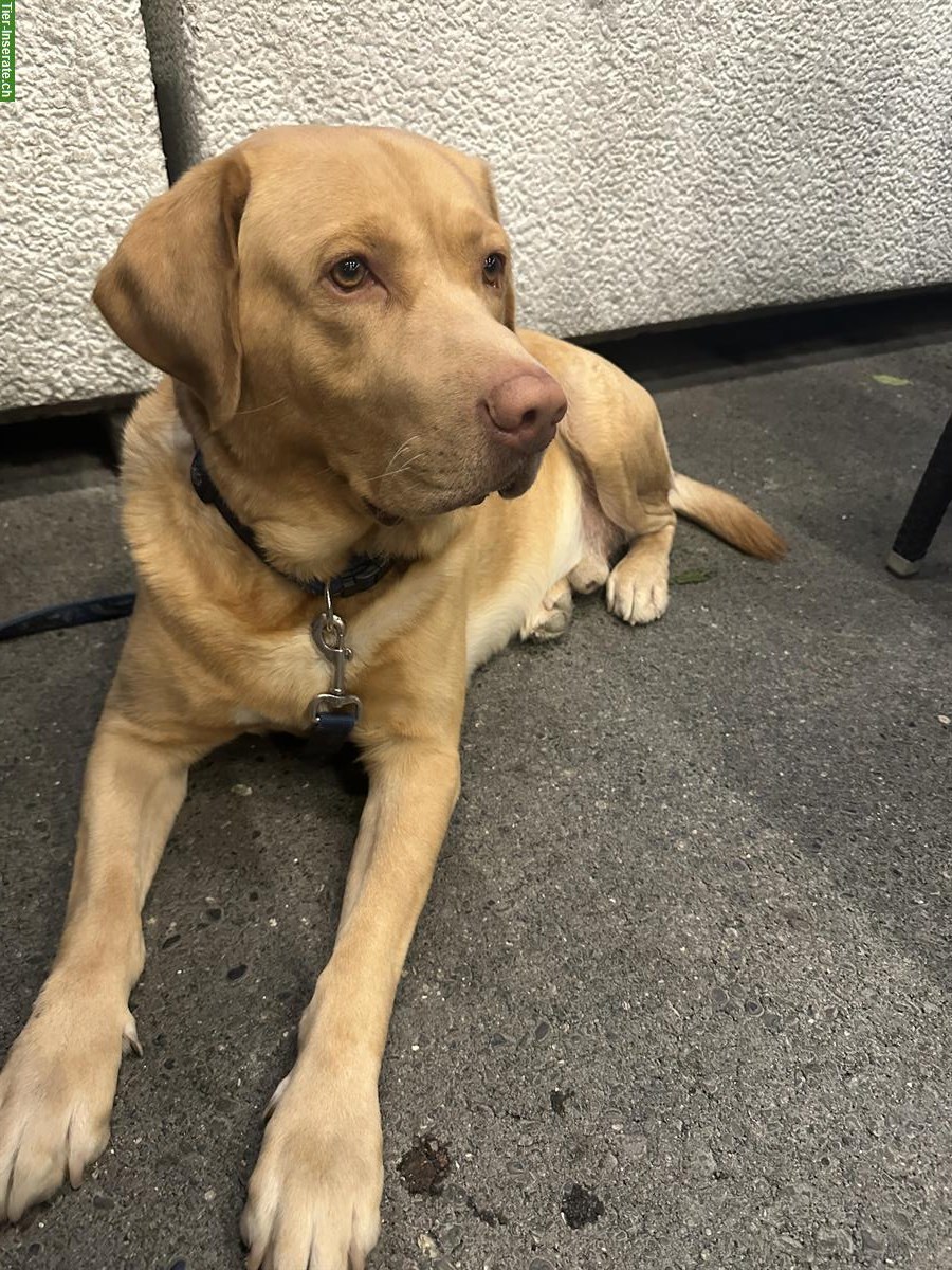 Bieten kräftigen Deckrüden, Labrador x Golden Retriever Mischling