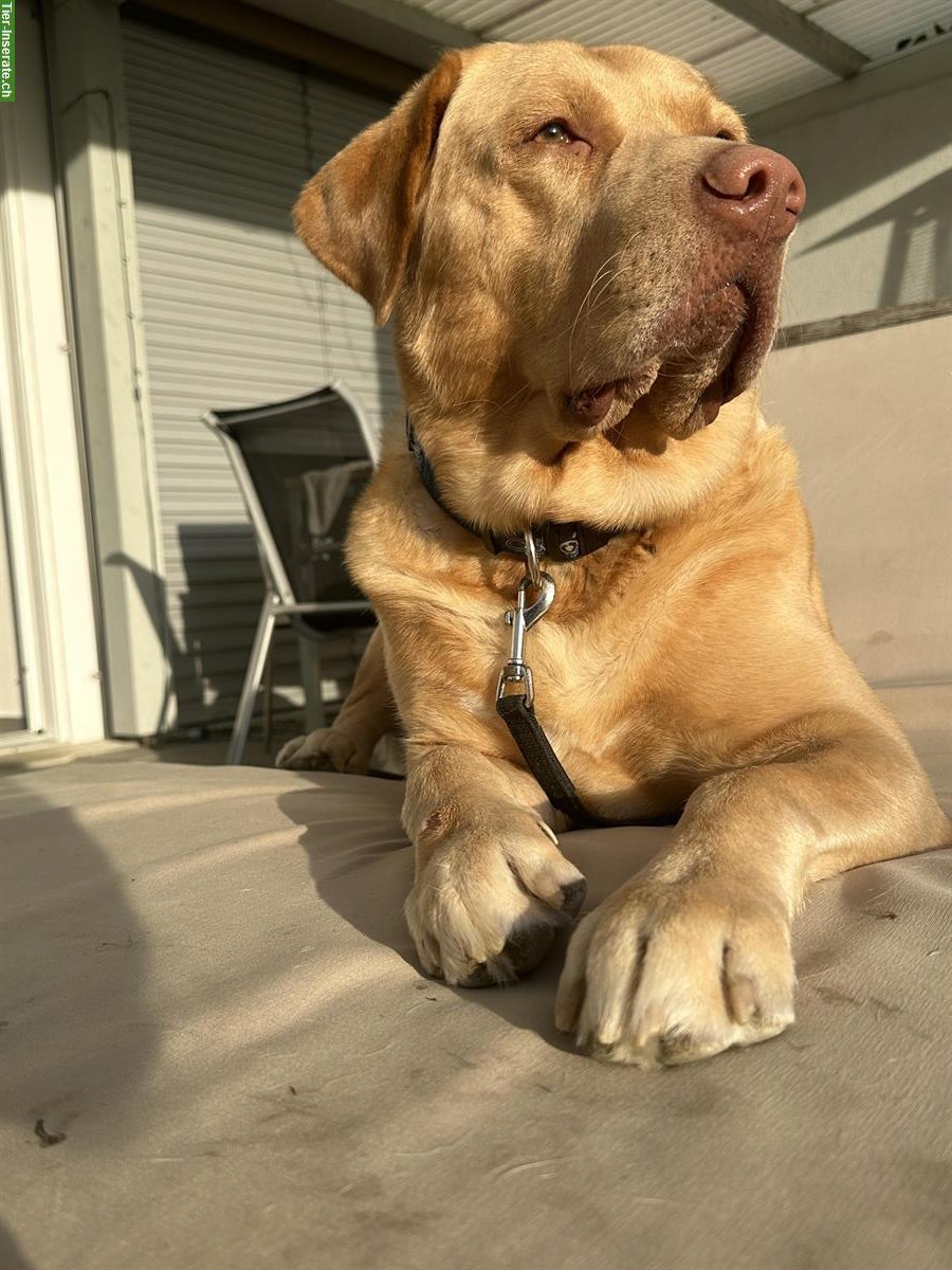 Bild 3: Bieten kräftigen Deckrüden, Labrador x Golden Retriever Mischling