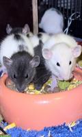 Rattenbabys m & w suchen ein liebes Zuhause, Dumbo & Standard