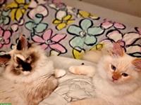 Neva Masquarade Katzengeschwister Paar abzugeben