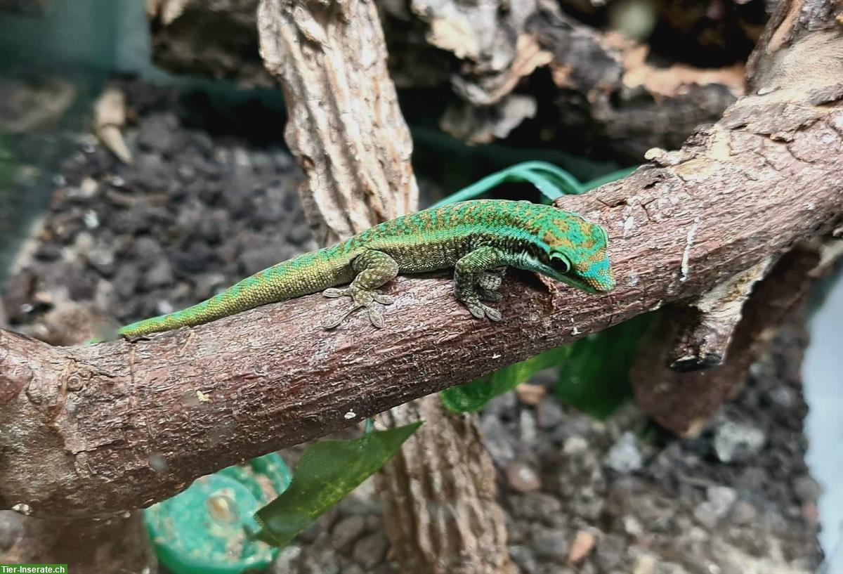 1.1 Phelsuma Borbonica, Bourbon Taggecko zu verkaufen