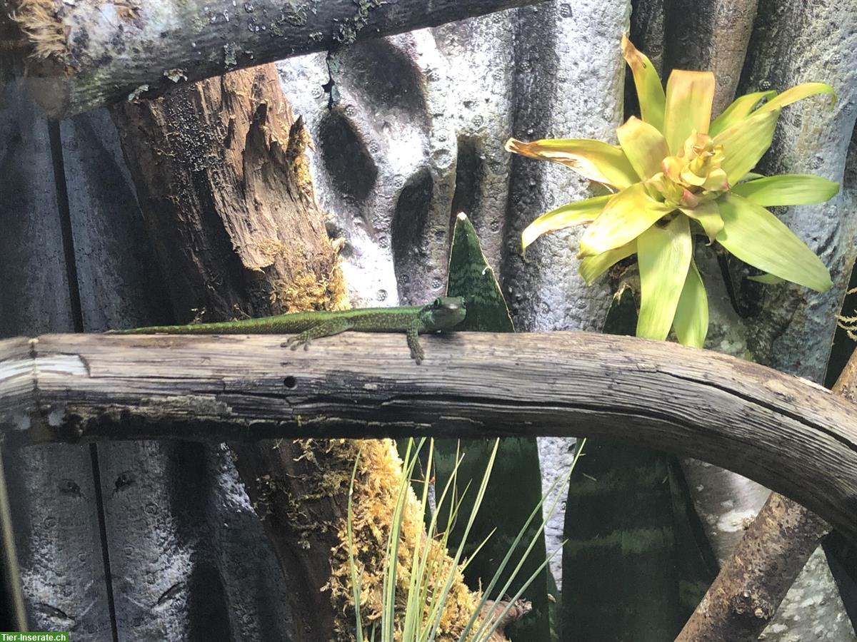 Bild 2: 1.1 Phelsuma Borbonica, Bourbon Taggecko zu verkaufen