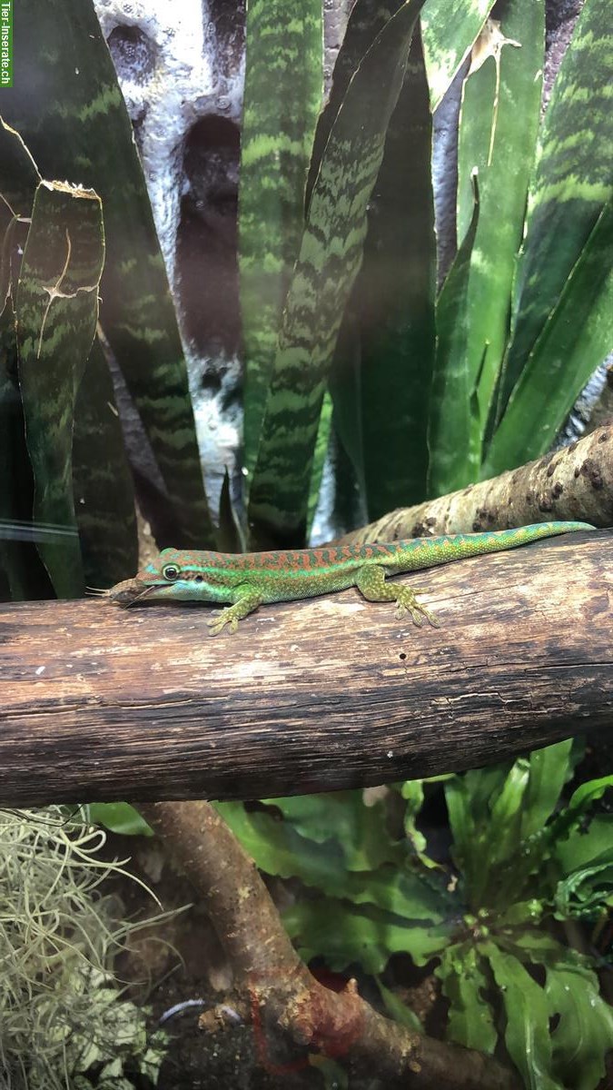 Bild 3: 1.1 Phelsuma Borbonica, Bourbon Taggecko zu verkaufen