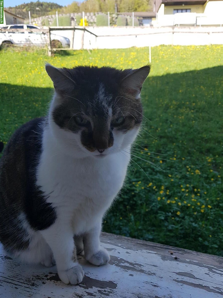 3 Katzen suchen einen neuen Endplatz