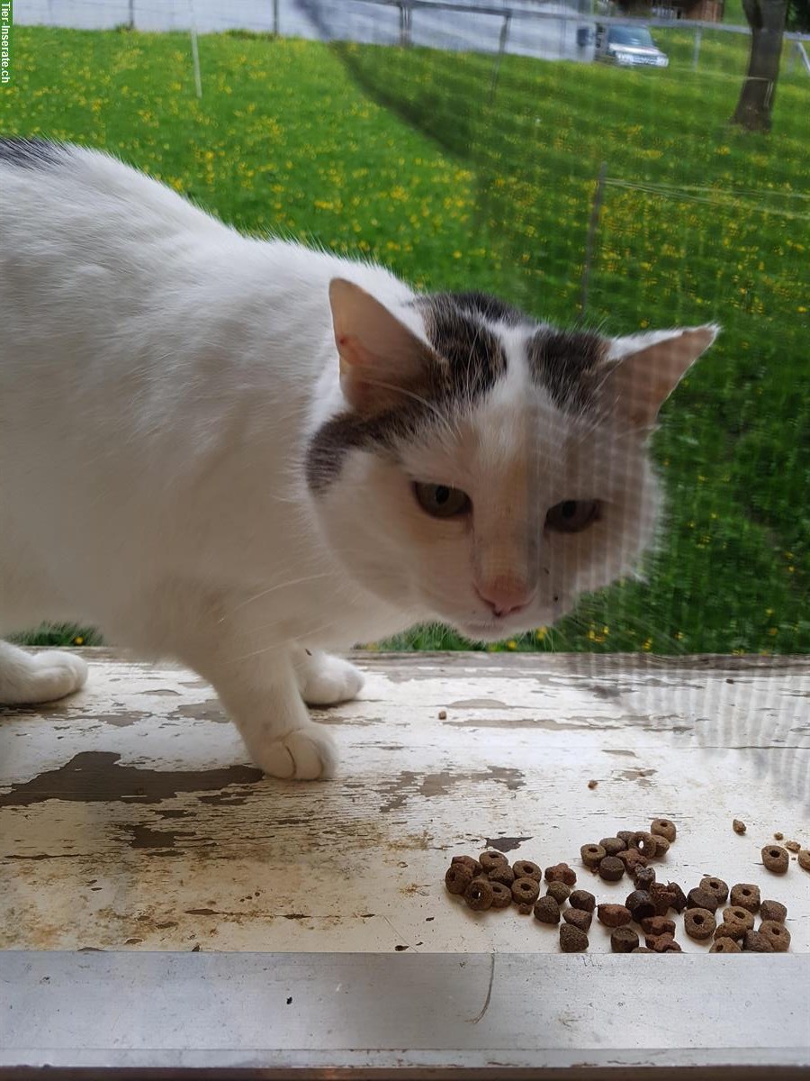 Bild 3: 3 Katzen suchen einen neuen Endplatz