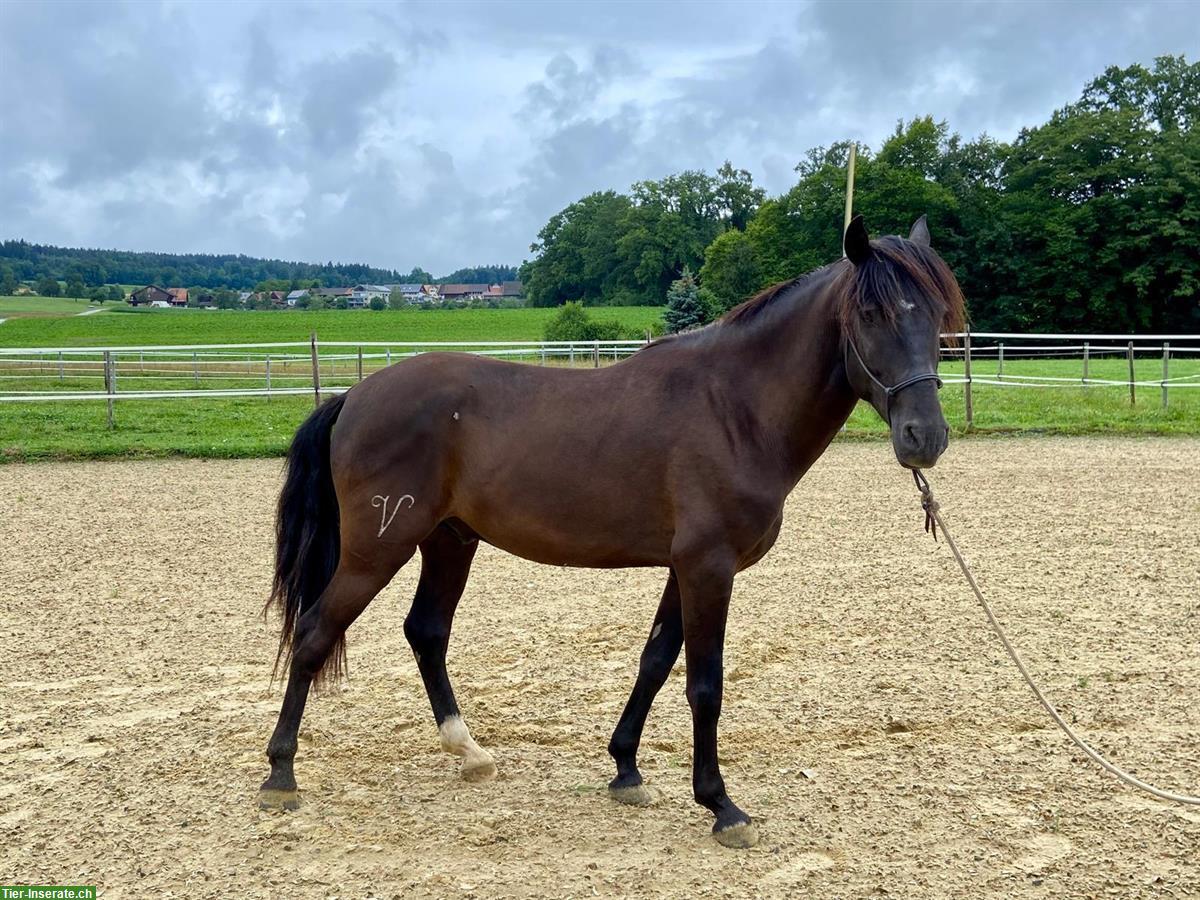 Lusitano Wallach, traumhaft schöne Präsenz