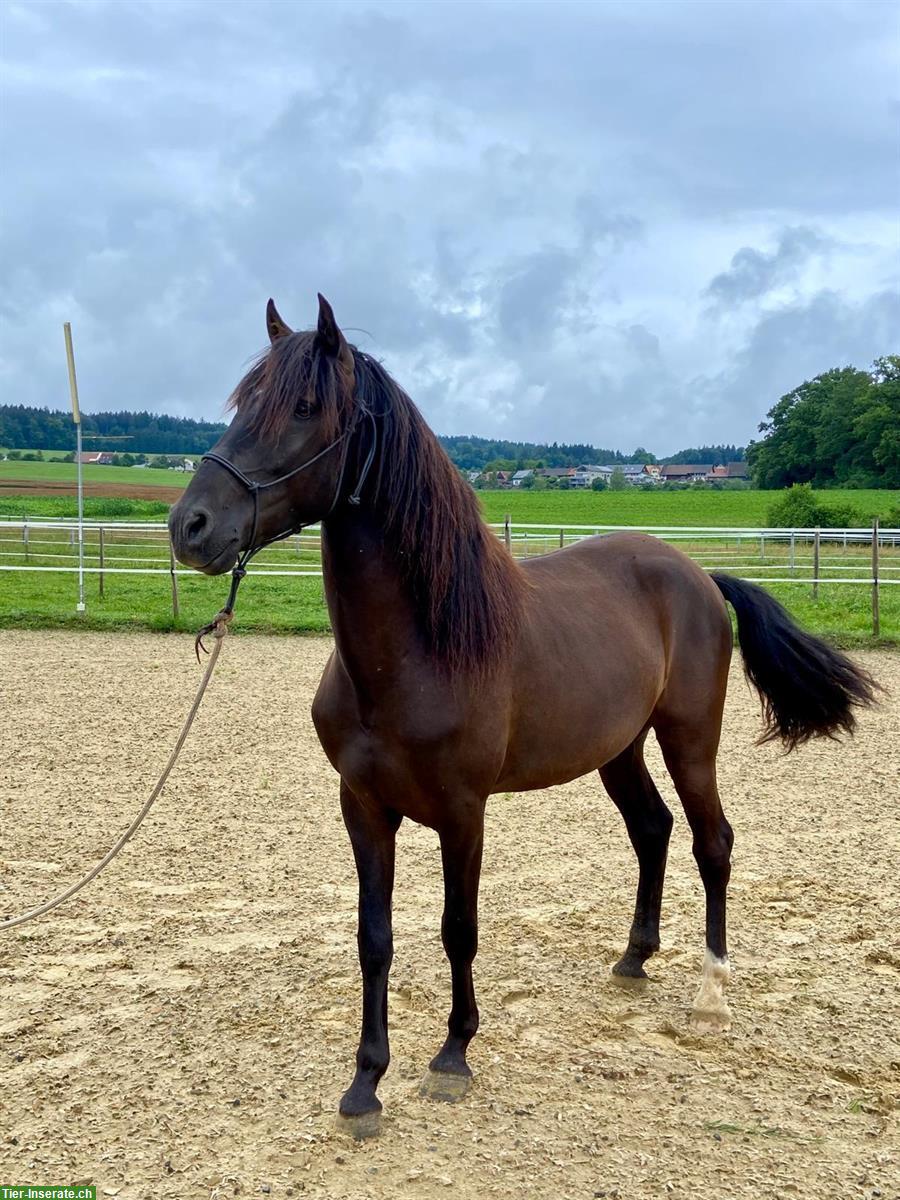 Bild 2: Lusitano Wallach, traumhaft schöne Präsenz