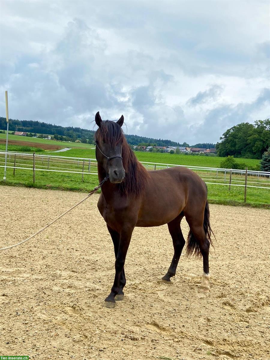 Bild 3: Lusitano Wallach, traumhaft schöne Präsenz