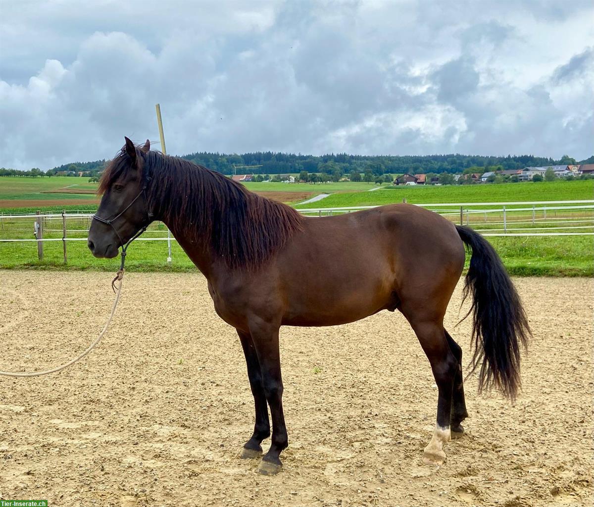 Bild 4: Lusitano Wallach, traumhaft schöne Präsenz