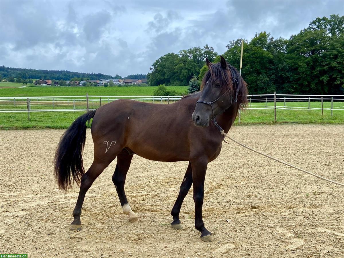 Bild 5: Lusitano Wallach, traumhaft schöne Präsenz