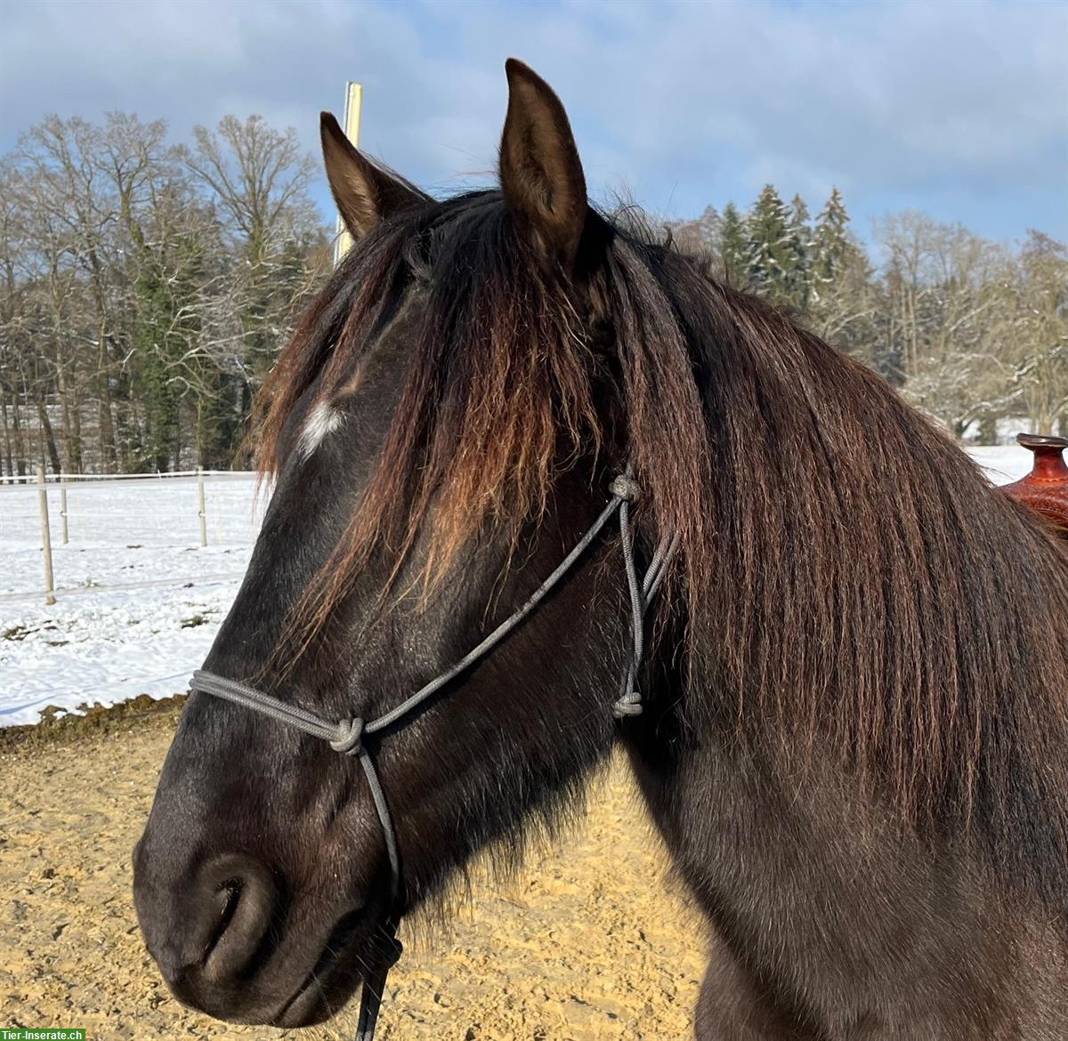 Bild 6: Lusitano Wallach, traumhaft schöne Präsenz