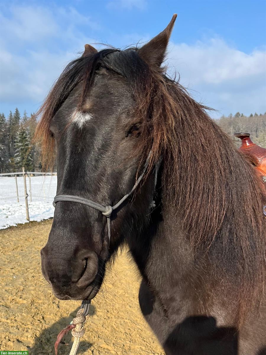 Bild 7: Lusitano Wallach, traumhaft schöne Präsenz