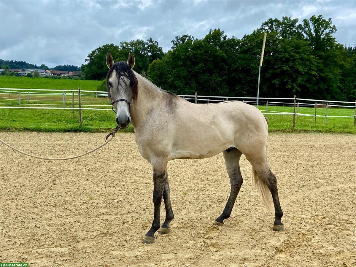 Lusitano Wallach - ein absolutes Herzenspferd!