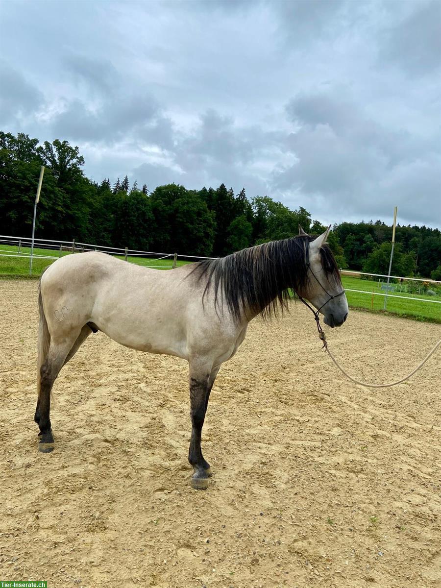 Bild 2: Lusitano Wallach - ein absolutes Herzenspferd!