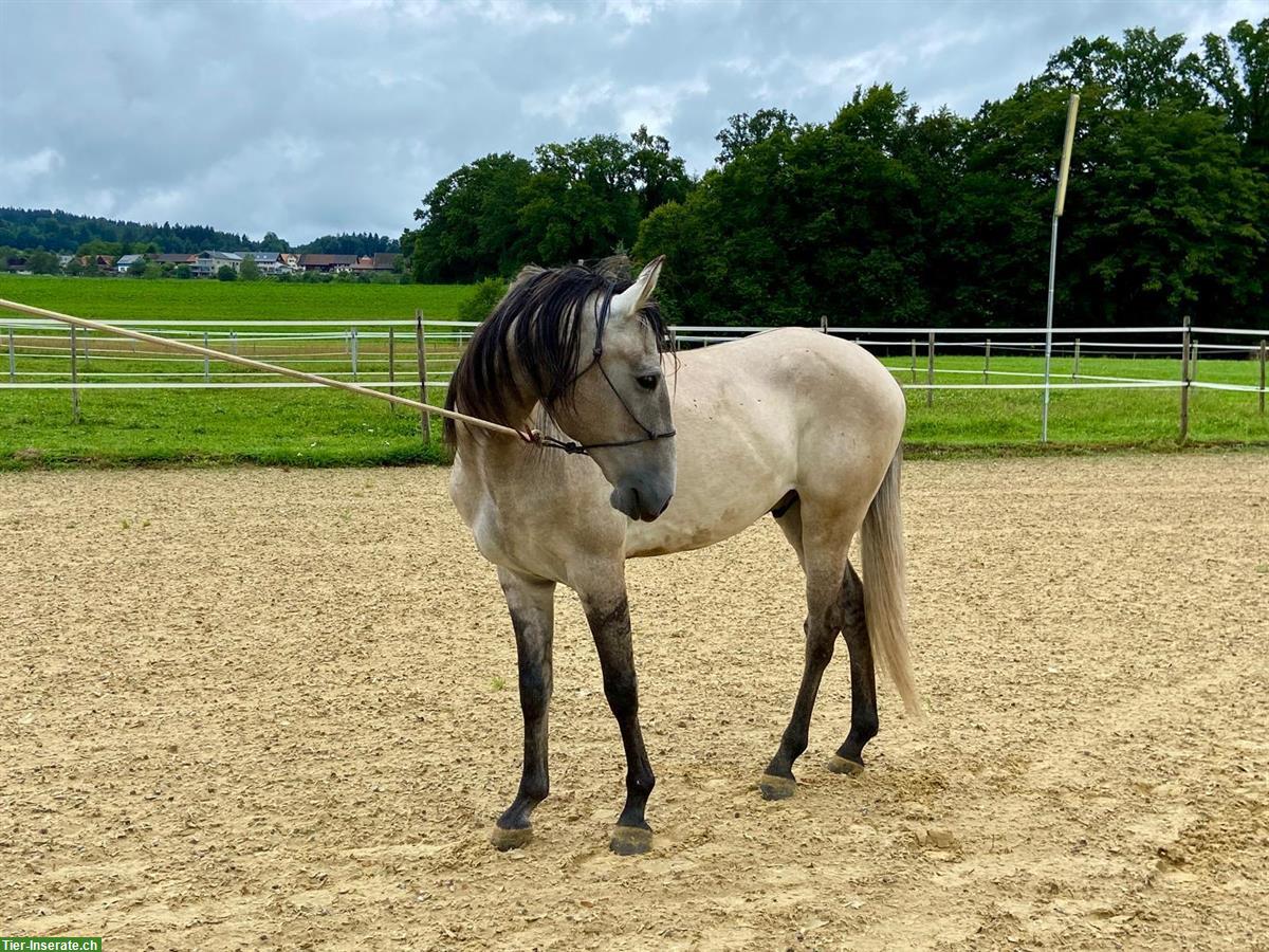 Bild 3: Lusitano Wallach - ein absolutes Herzenspferd!