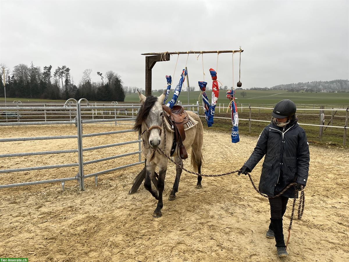 Bild 5: Lusitano Wallach - ein absolutes Herzenspferd!