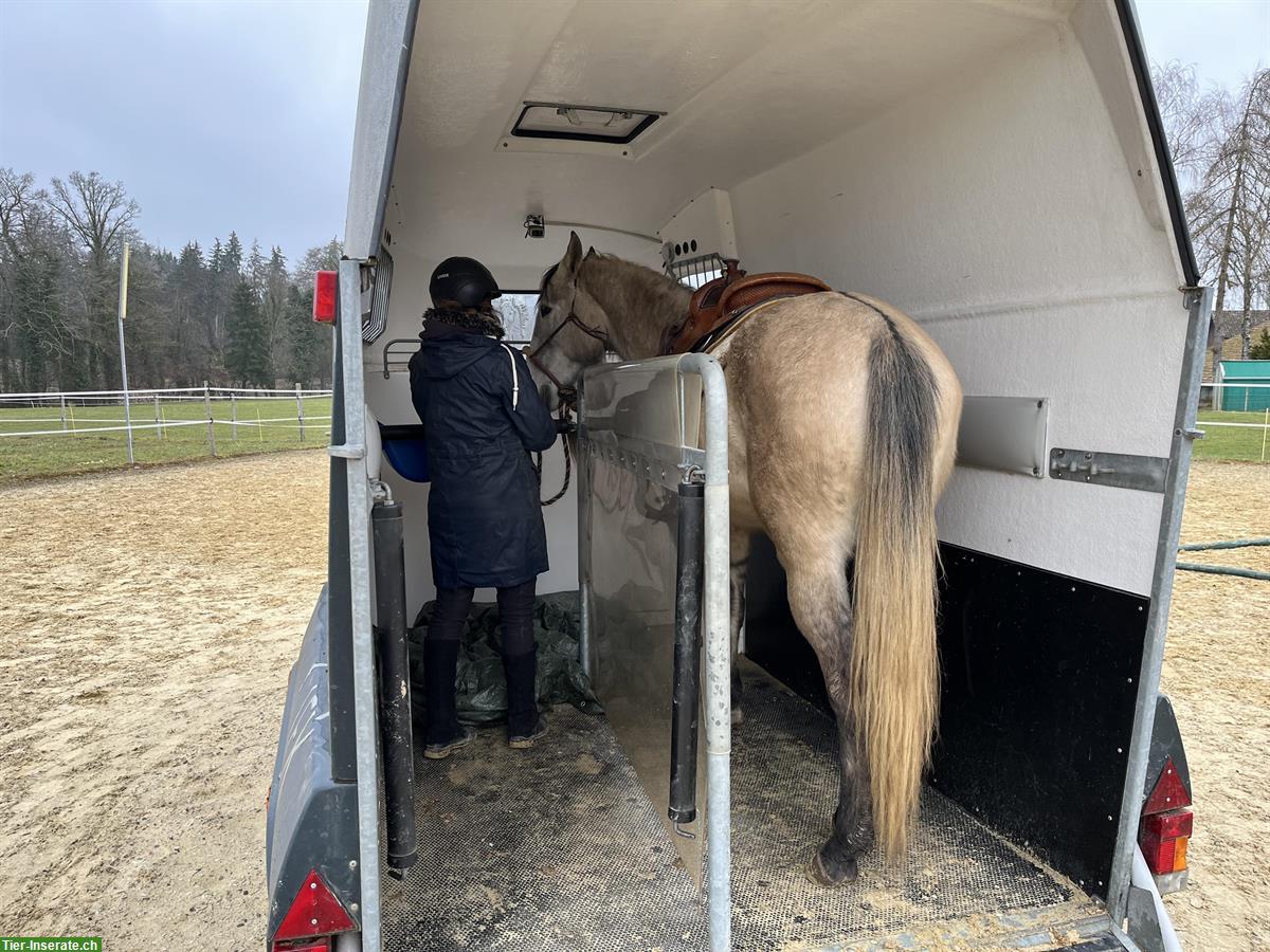 Bild 6: Lusitano Wallach - ein absolutes Herzenspferd!