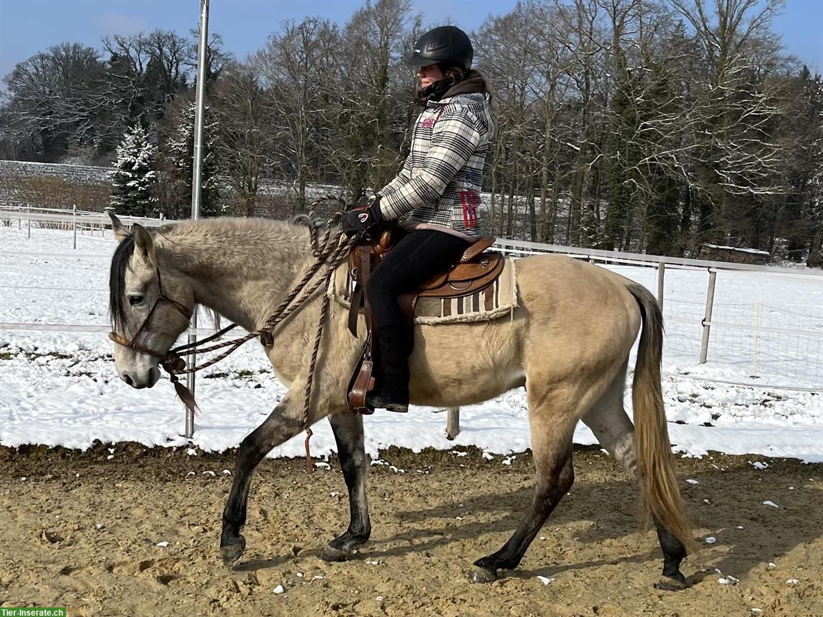 Bild 7: Lusitano Wallach - ein absolutes Herzenspferd!