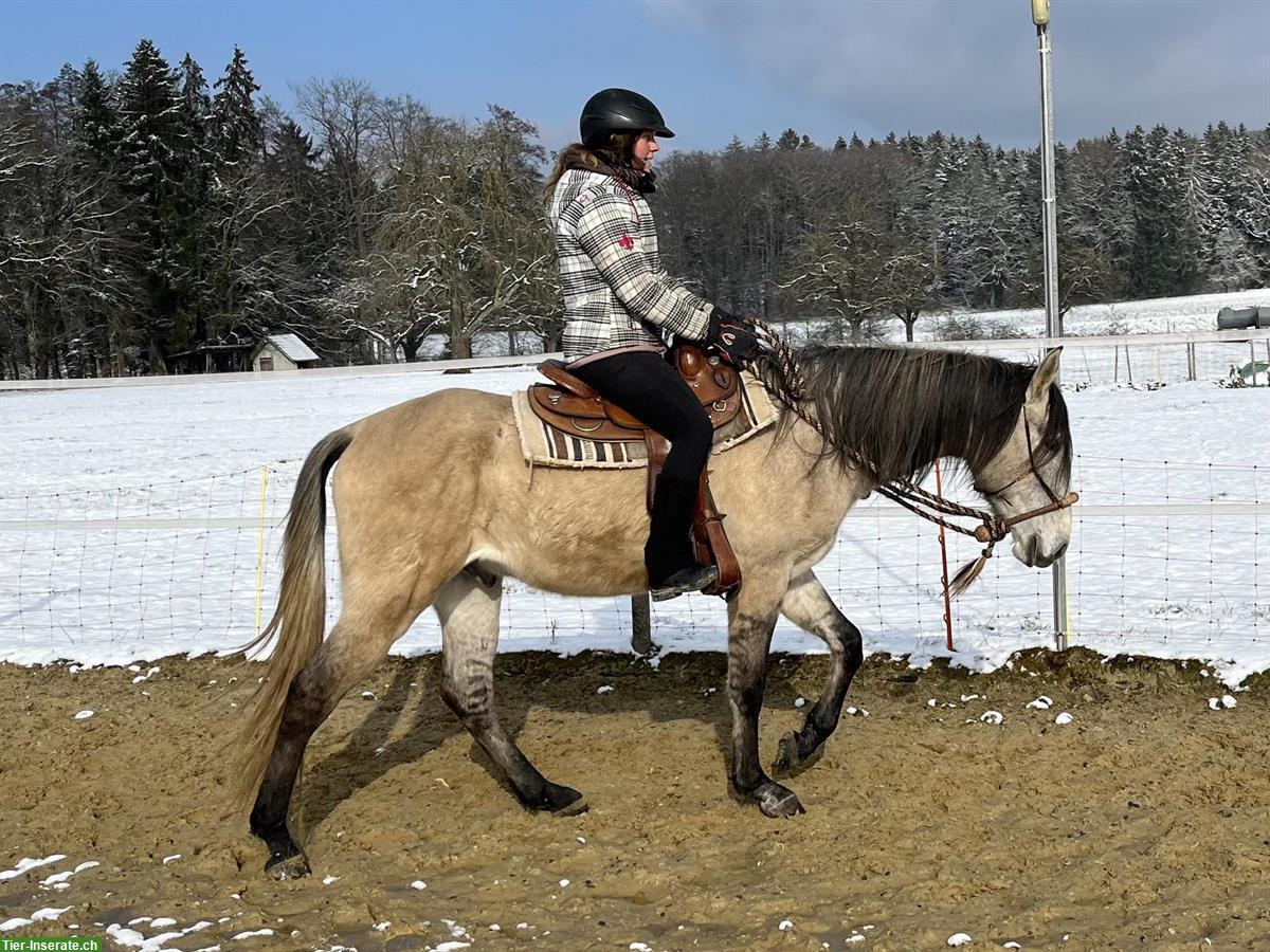 Bild 8: Lusitano Wallach - ein absolutes Herzenspferd!