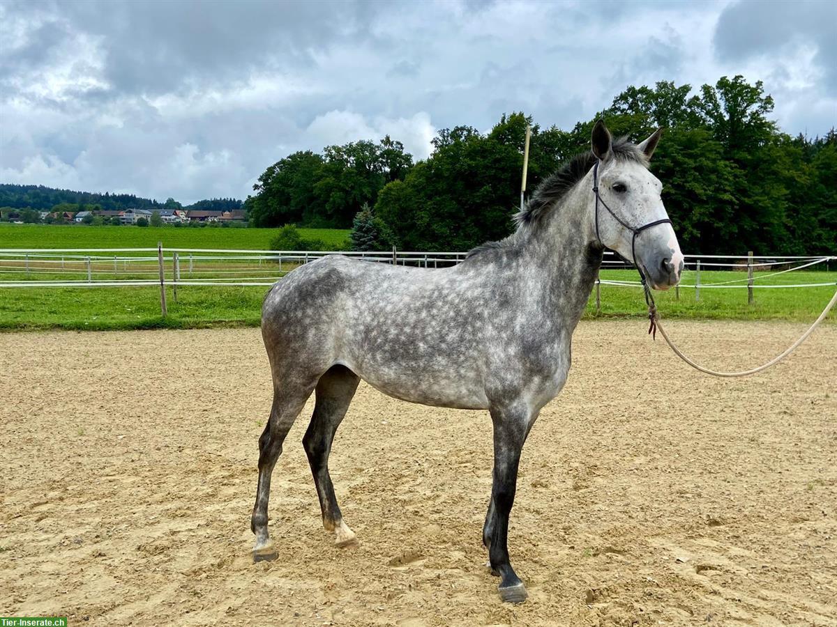 Lusitano Stute mit imposantem schwebenden Trab