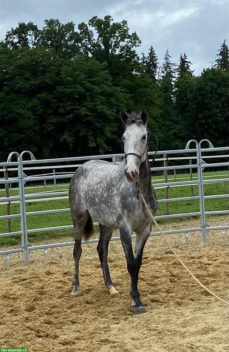 Bild 2: Lusitano Stute mit imposantem schwebenden Trab