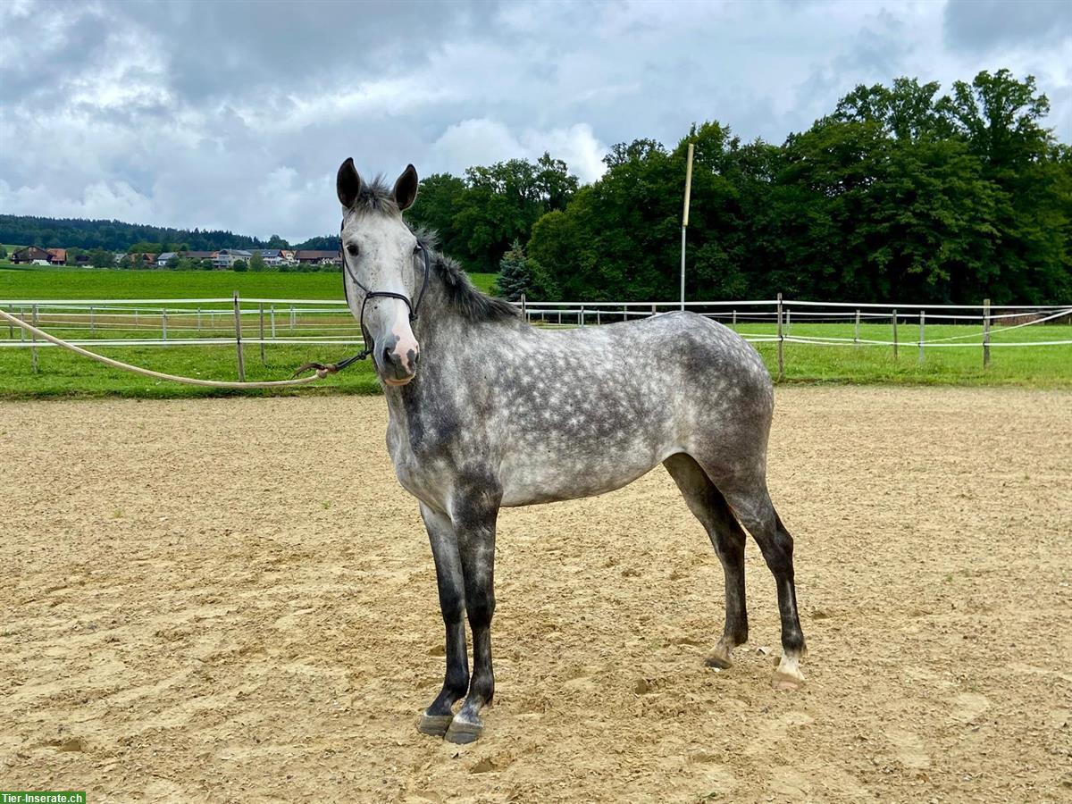 Bild 3: Lusitano Stute mit imposantem schwebenden Trab