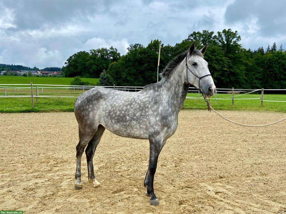 Bild 4: Lusitano Stute mit imposantem schwebenden Trab