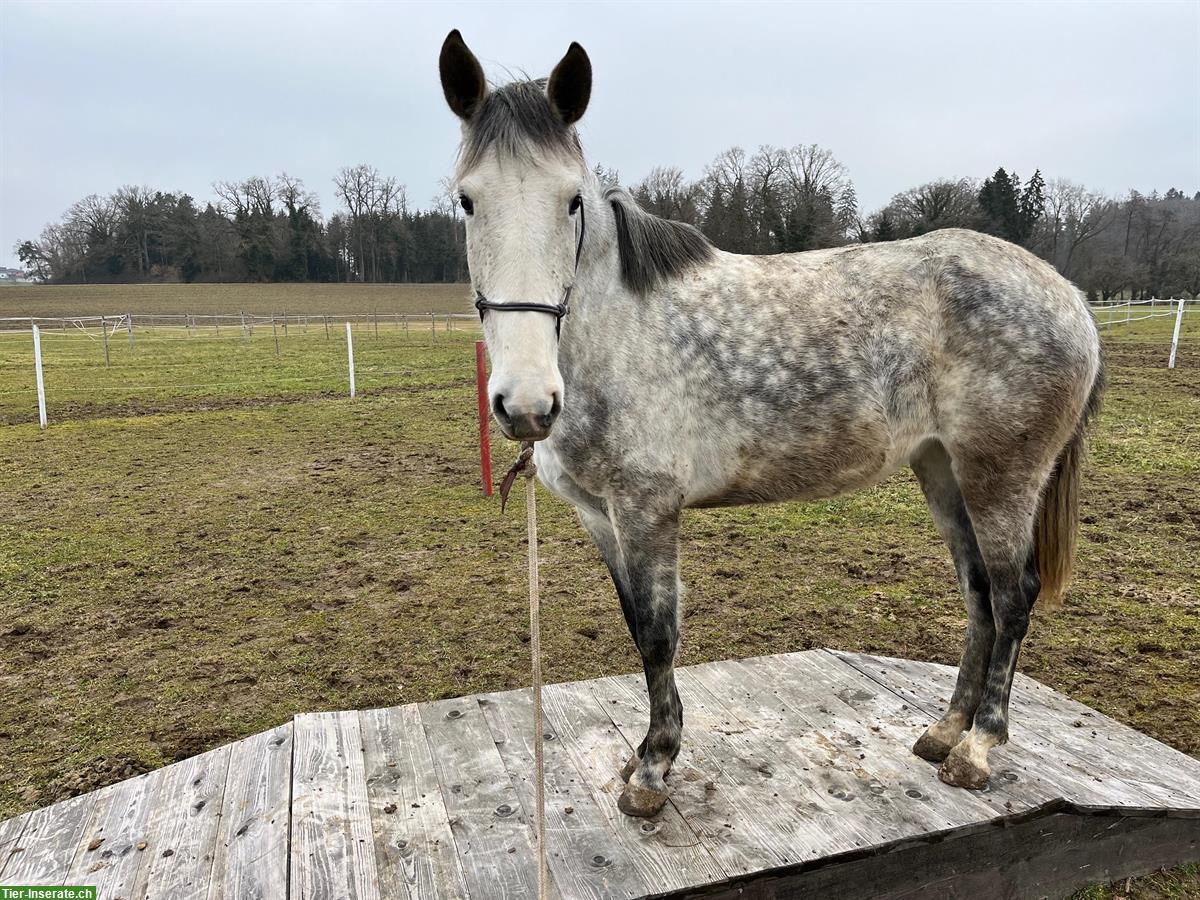 Bild 5: Lusitano Stute mit imposantem schwebenden Trab