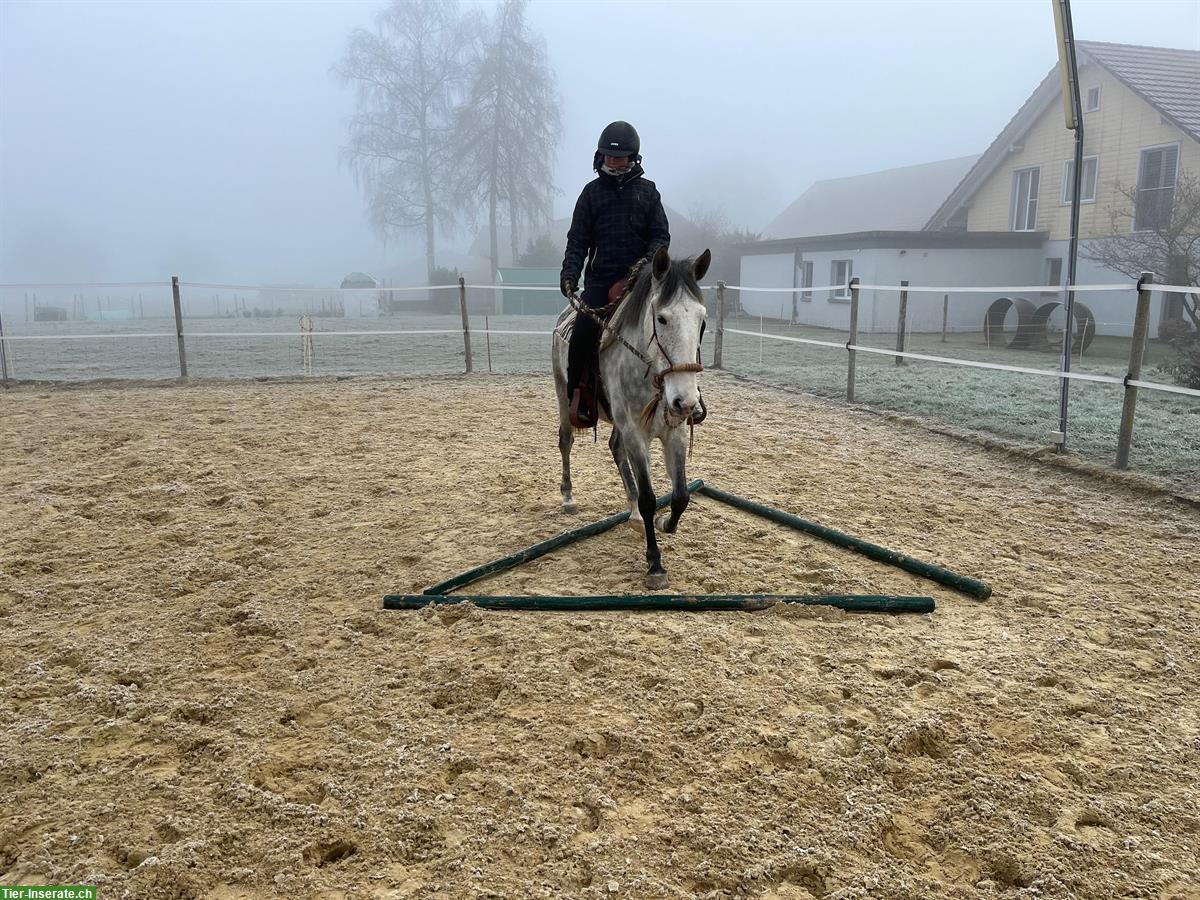 Bild 6: Lusitano Stute mit imposantem schwebenden Trab