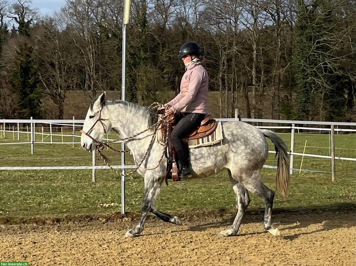 Bild 7: Lusitano Stute mit imposantem schwebenden Trab