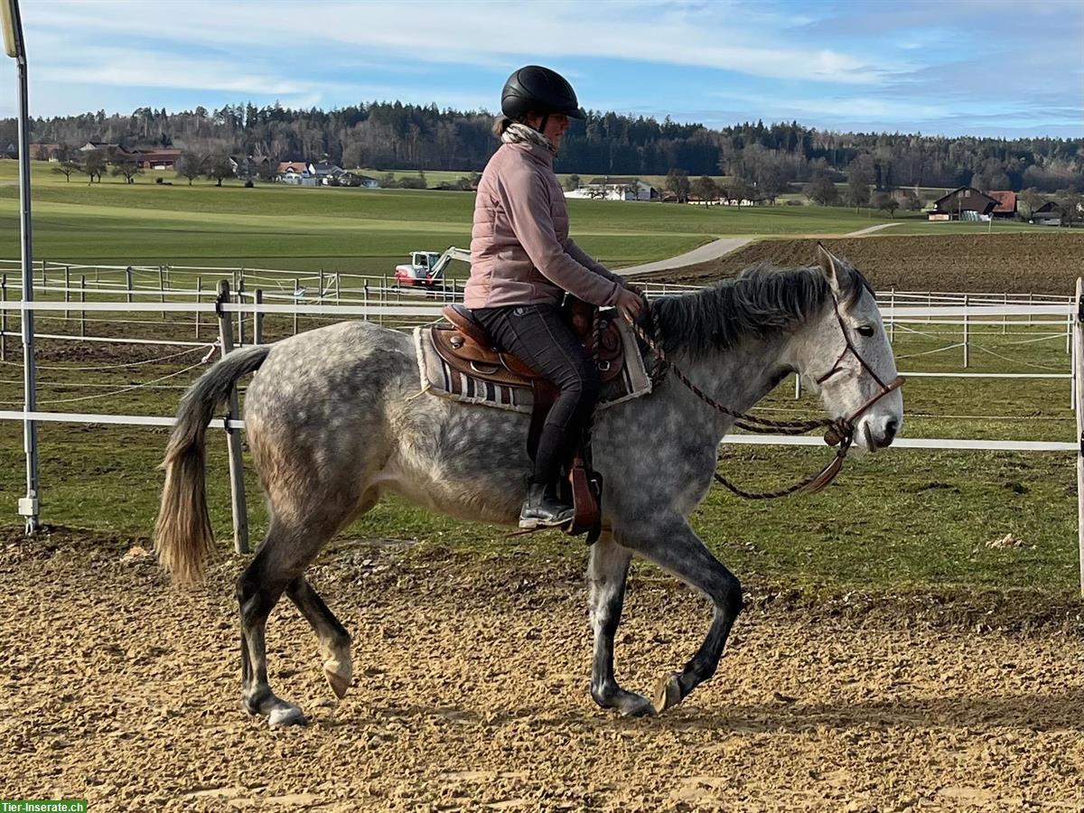 Bild 8: Lusitano Stute mit imposantem schwebenden Trab