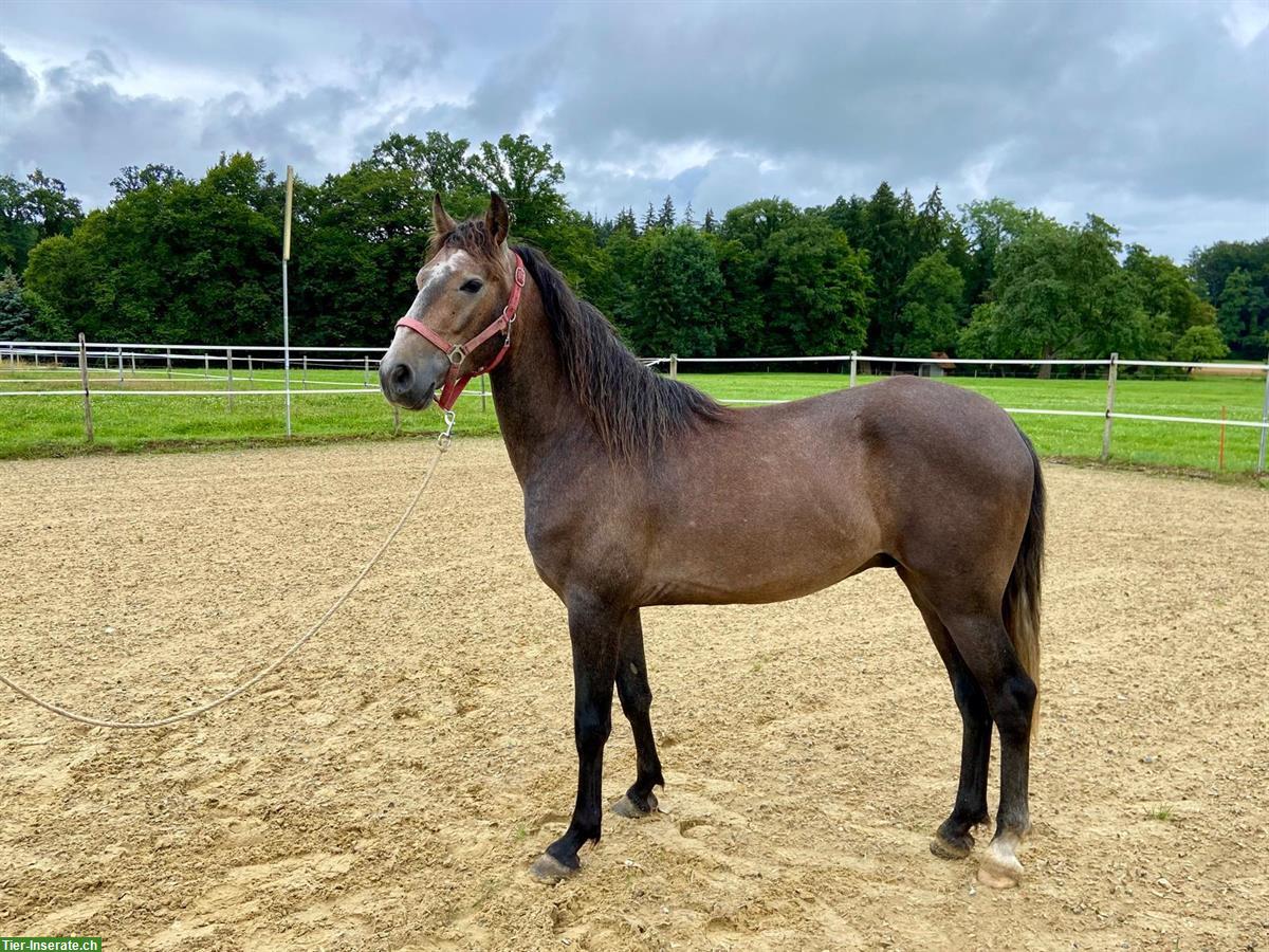 Lusitano Wallach, 3,5 jährig und wendig wie der Wind