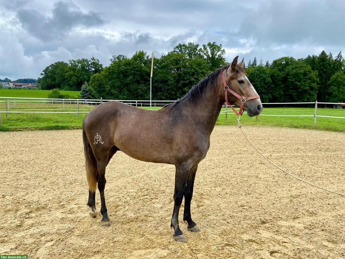 Bild 2: Lusitano Wallach, 3,5 jährig und wendig wie der Wind