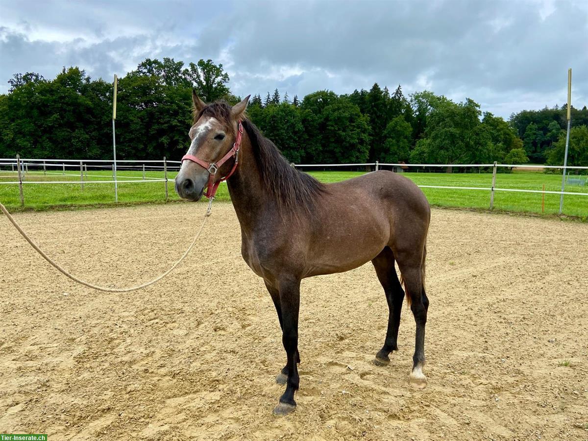 Bild 3: Lusitano Wallach, 3,5 jährig und wendig wie der Wind