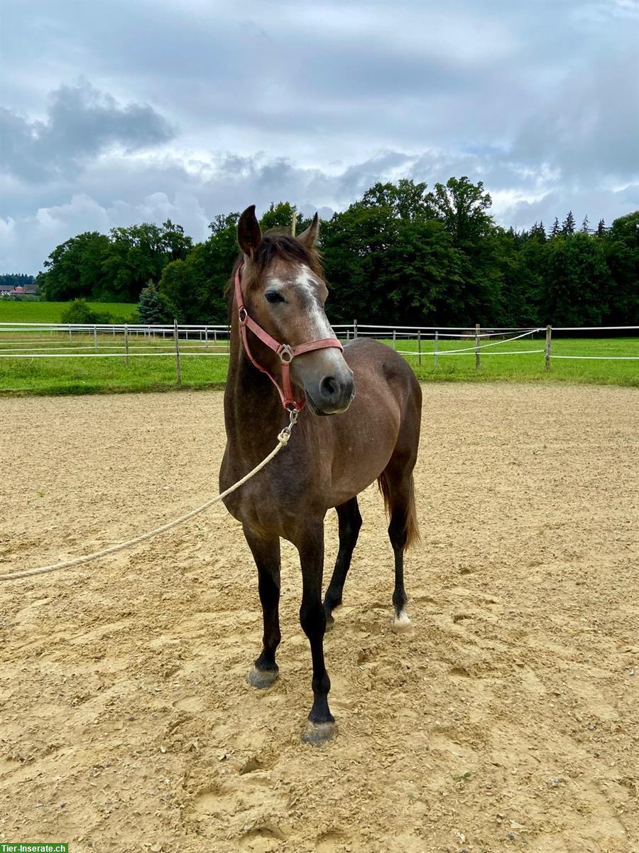 Bild 4: Lusitano Wallach, 3,5 jährig und wendig wie der Wind