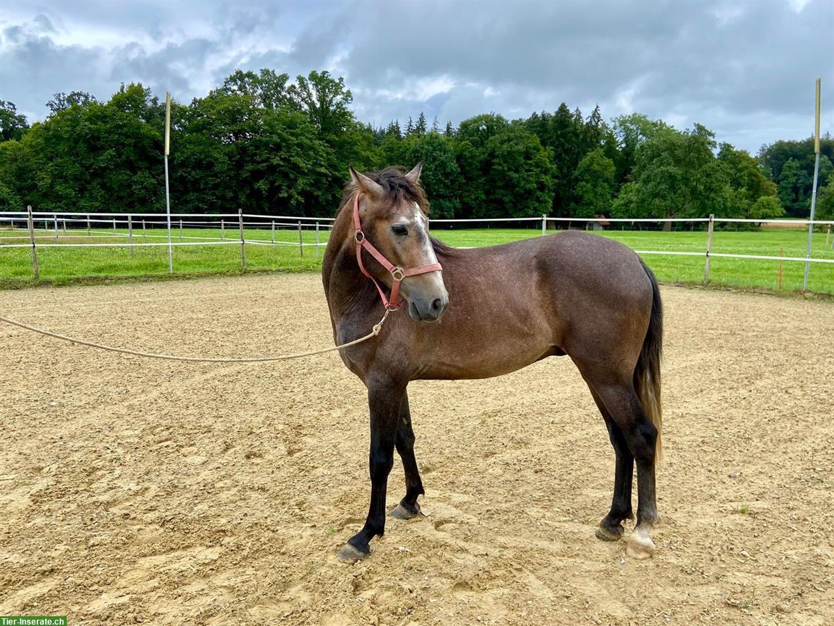 Bild 5: Lusitano Wallach, 3,5 jährig und wendig wie der Wind