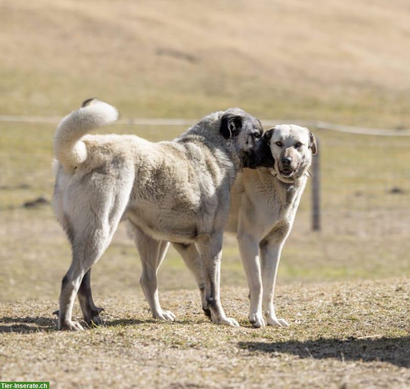 Bild 3: Suche Praktikumsstelle für Tierpfleger FBA