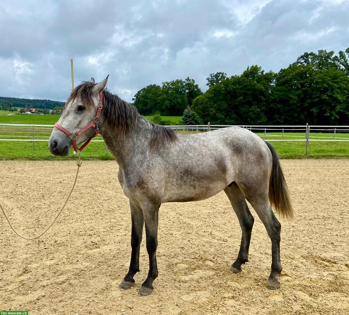 Lusitano Wallach als Freizeitpferd, auch Familienpferd