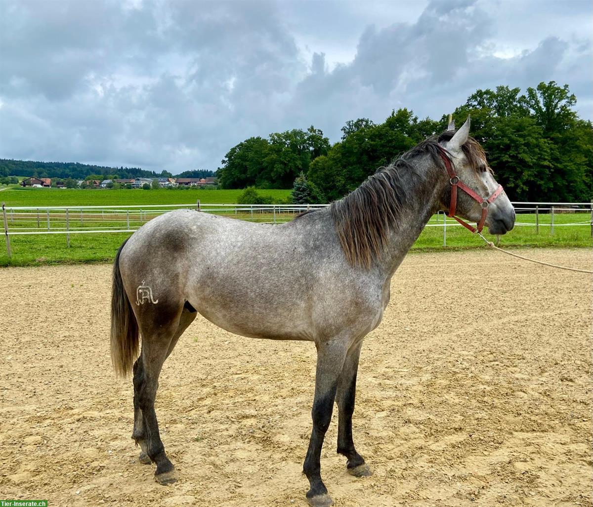 Bild 2: Lusitano Wallach als Freizeitpferd, auch Familienpferd