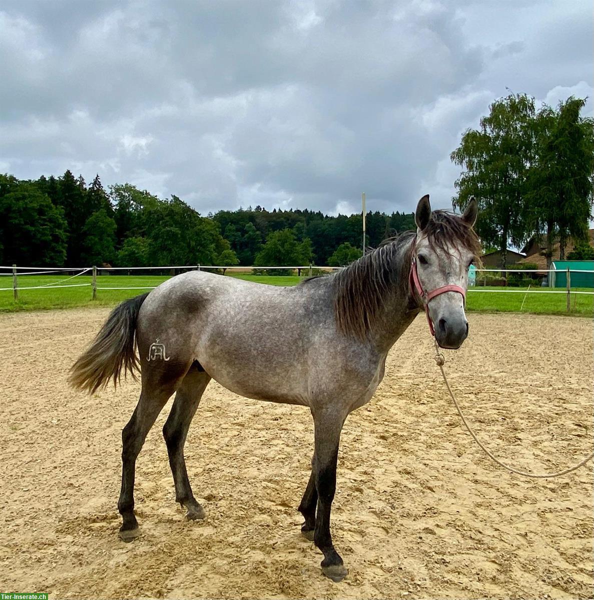 Bild 3: Lusitano Wallach als Freizeitpferd, auch Familienpferd