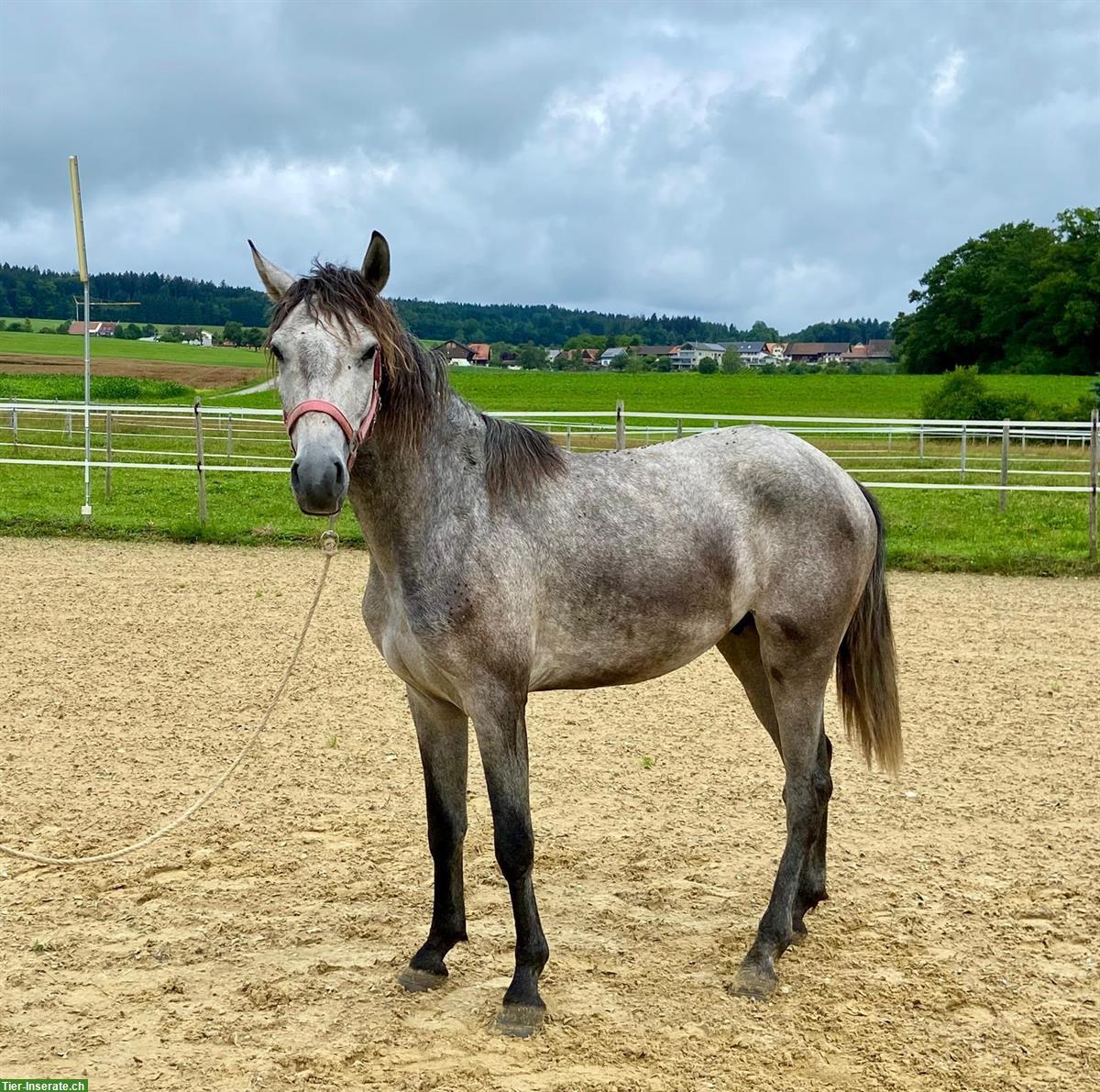 Bild 4: Lusitano Wallach als Freizeitpferd, auch Familienpferd